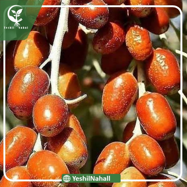 نهال سنجد حاج حسینی